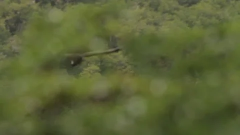 Condor flies through trees slowmo Vidéo 76105718