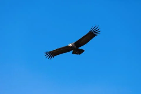 Condor flight Stock Photos
