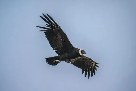 Condor in Flight Stock Photos