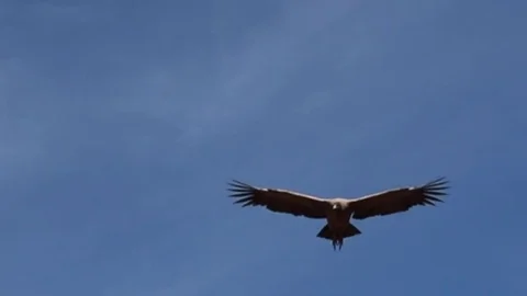 Condor flying above Colca canyon Stock Footage 82397650