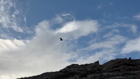 Condor flying above the mountain Stock Footage 303890943