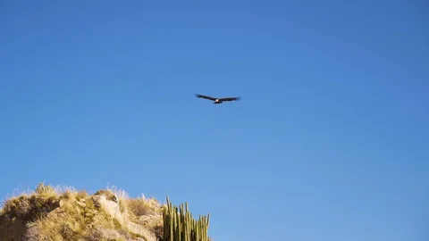 Condor flying at Colca Valley 動画素材 119947268