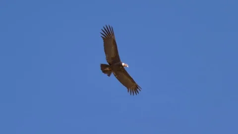 Condor flying at high altitude 動画素材 119947295