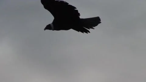 Condor flying high up in the sky in front of a mountain Stock Footage 56865514