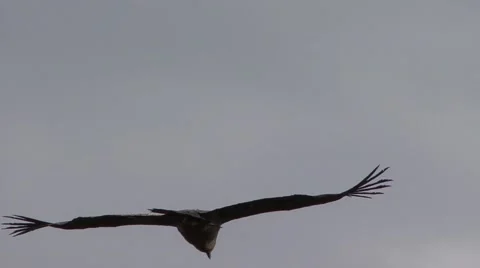 Condor flying high up in the sky in front of a mountain Stock Footage 56865536