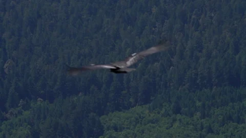 Condor flying over a forested mountain Stock Footage 344087293