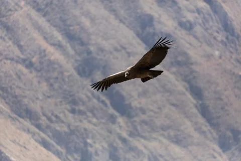 Condor flying  in Peru Foto stock