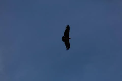Condor flying  in Peru Stock Photos