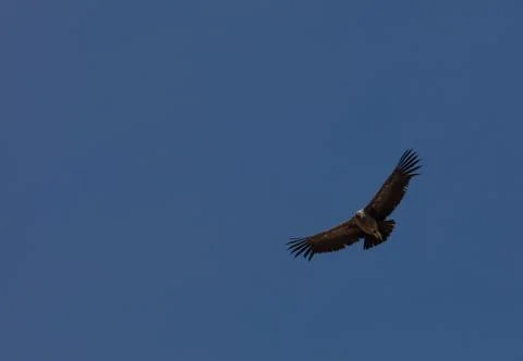 Condor flying  in Peru Stock Photos