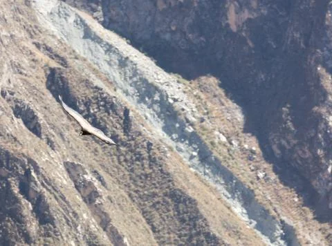 Condor flying  in Peru Stock Photos