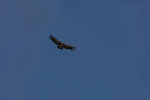 Condor flying  in Peru Stock Photos