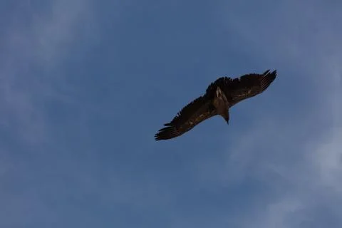 Condor flying  in Peru Stock Photos