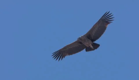 Condor flying  in Peru Stock Photos