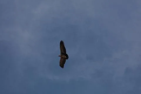 Condor flying  in Peru Foto stock