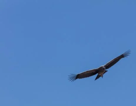 Condor flying  in Peru Stock Photos