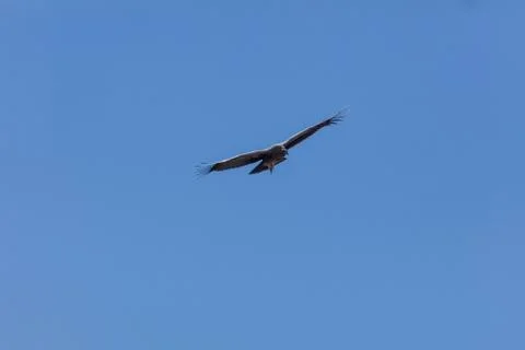 Condor flying  in Peru Foto stock