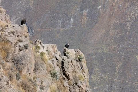 Condor flying  in Peru Stock-Fotos