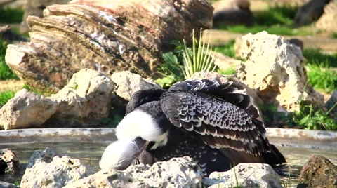 Condor Видео 46370352