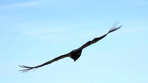 Condor gliding above a forested mountain ridge Stock Footage 344086795