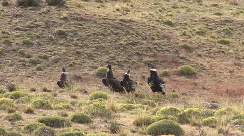 Condor group sitting on grass field on ground and take off Video stock 56865584