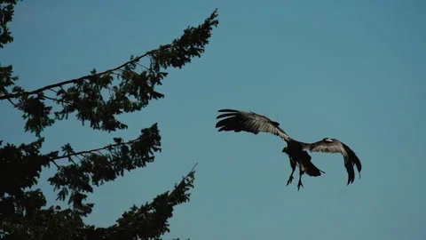 Condor landing on a conifer branch in forest Stock Footage 344086361