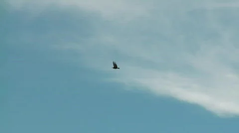 Condor (Peru) 스톡 동영상 815762