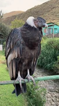 Condor from peru Foto stock