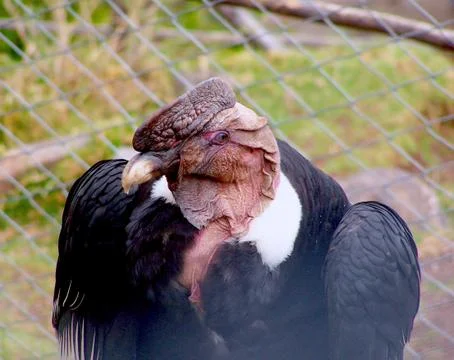 Condor from peruvian andes Stock Photos