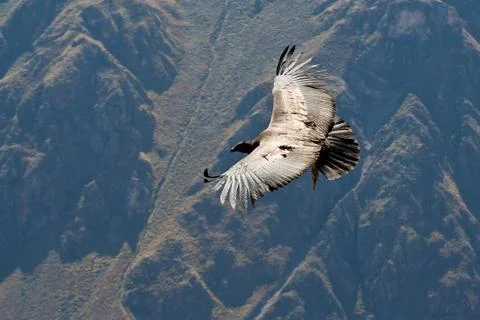 Condor Foto stock