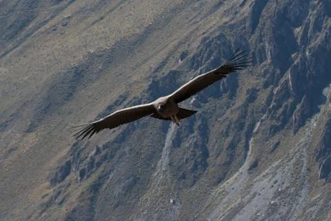 Condor Stock Photos
