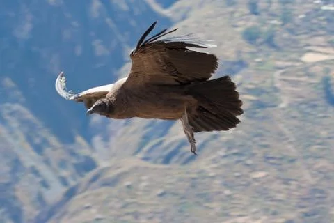 Condor Stock Photos
