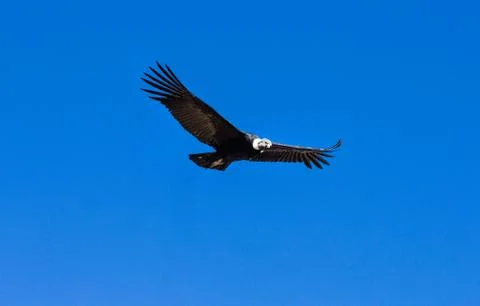 Condor Stock Photos