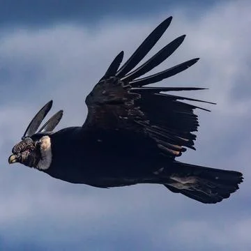 Condor Foto stock