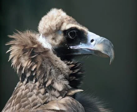 Condor Portrait Stock Photos