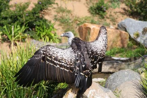 Condor posing Stock Photos
