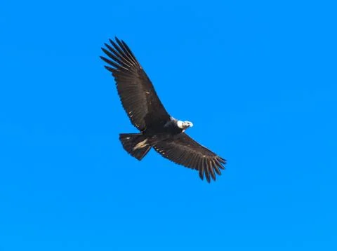 Condor in sky Foto stock