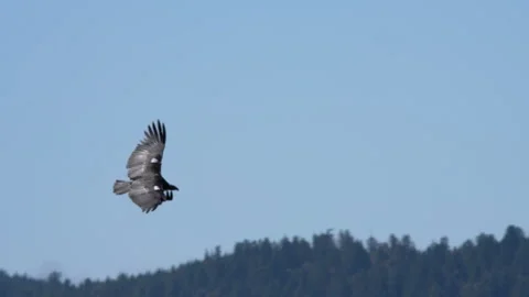 Condor soaring above a forested ridgeline Stock Footage 344087424