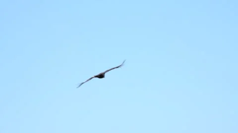 Condor soaring above a mountain ridge in clear sky Stock Footage 344087927