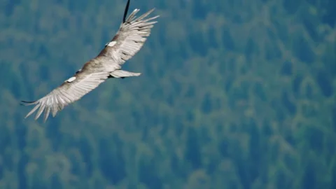 Condor soaring over a green forest Stock Footage 344086805