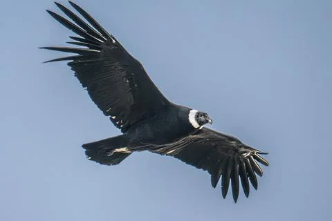 Condor wit wings spread in flight Foto stock