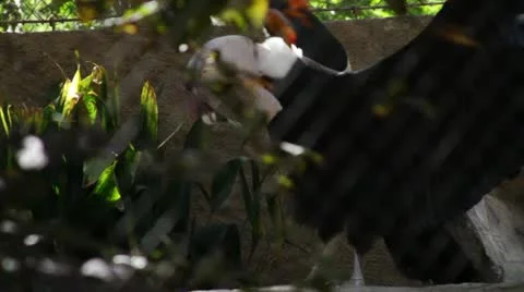 Condor1 Stock Footage 10880704