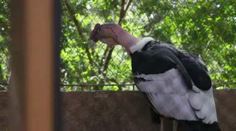 Condor2 Stock Footage 10881799