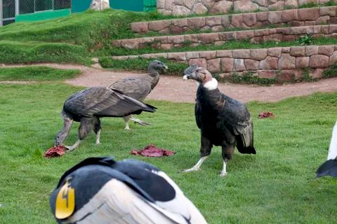Condors Eating Stock Photos