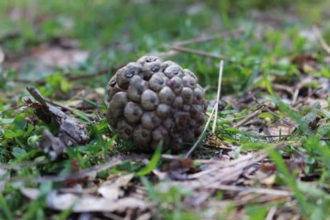 A cone alone in the woods Stock-Fotos