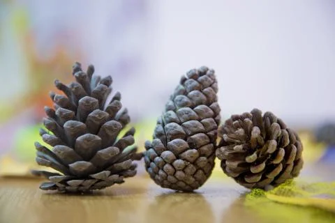 Cone background texture . brown pine cone isolated on white background . Sele Stock Photos