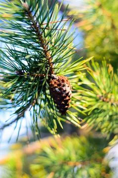 Cone on a branch of the pine tree on winter Stock Photos