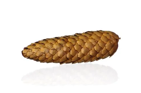 A cone on the bright background Foto stock