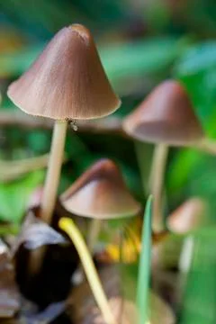 Cone cap - Conocybe Photos