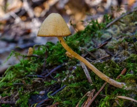 Cone Cap Mushroom Foto stock