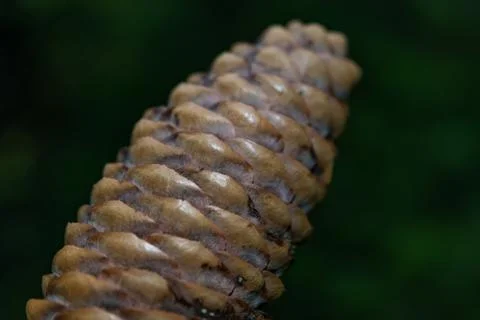 The cone close up Stock Photos